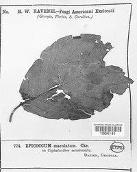 Epicoccum maculatum image